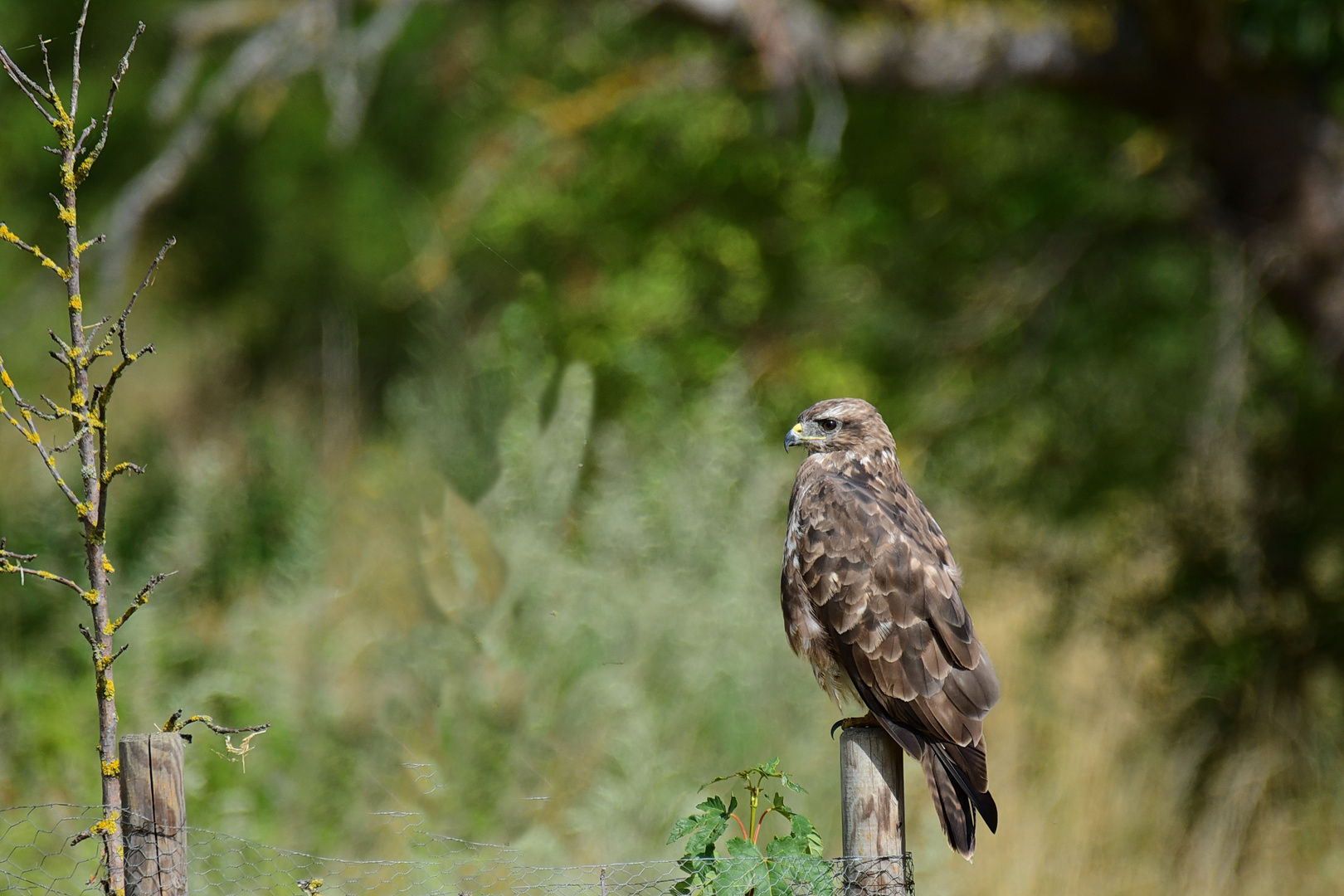 Mäusebussard 