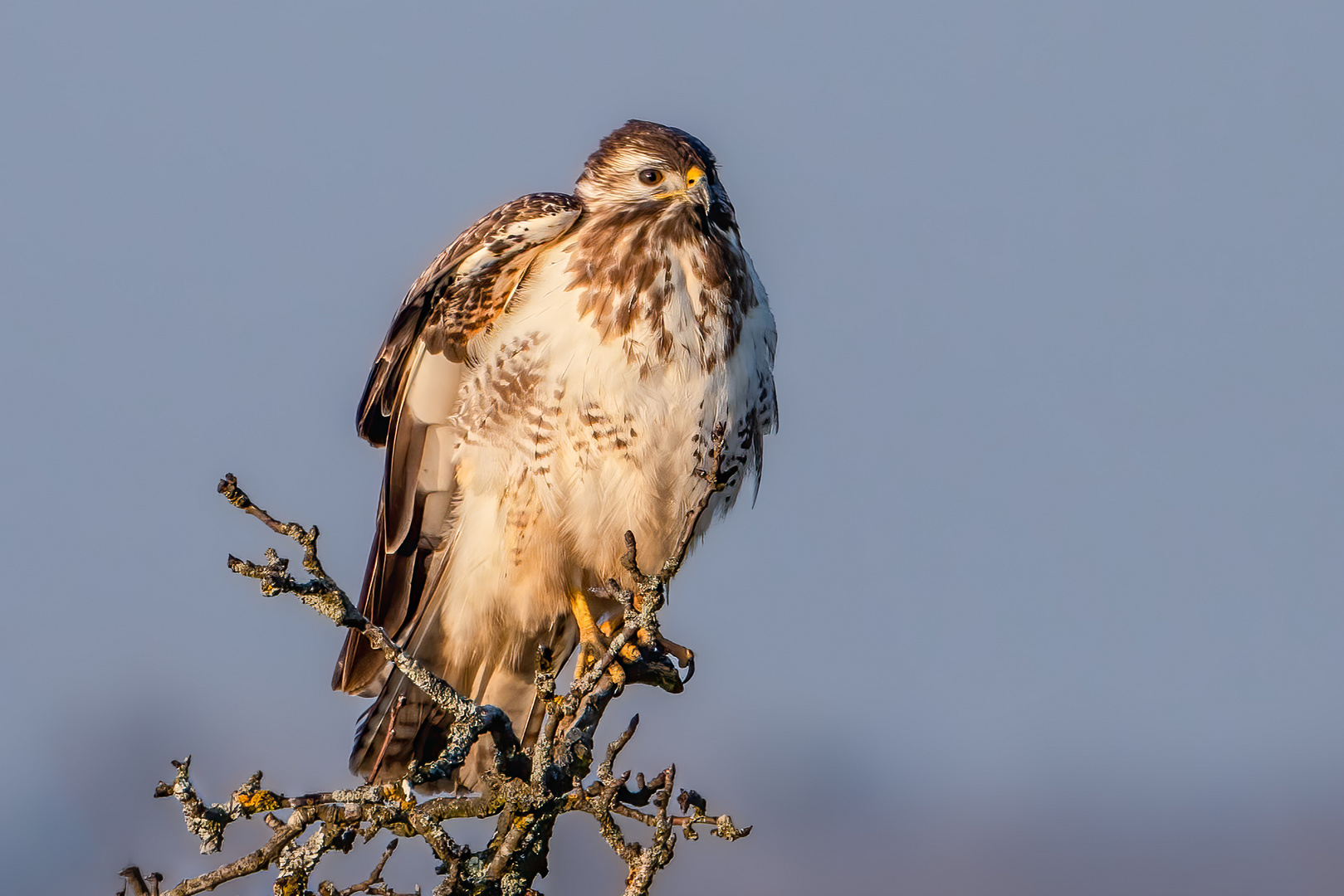 Mäusebussard