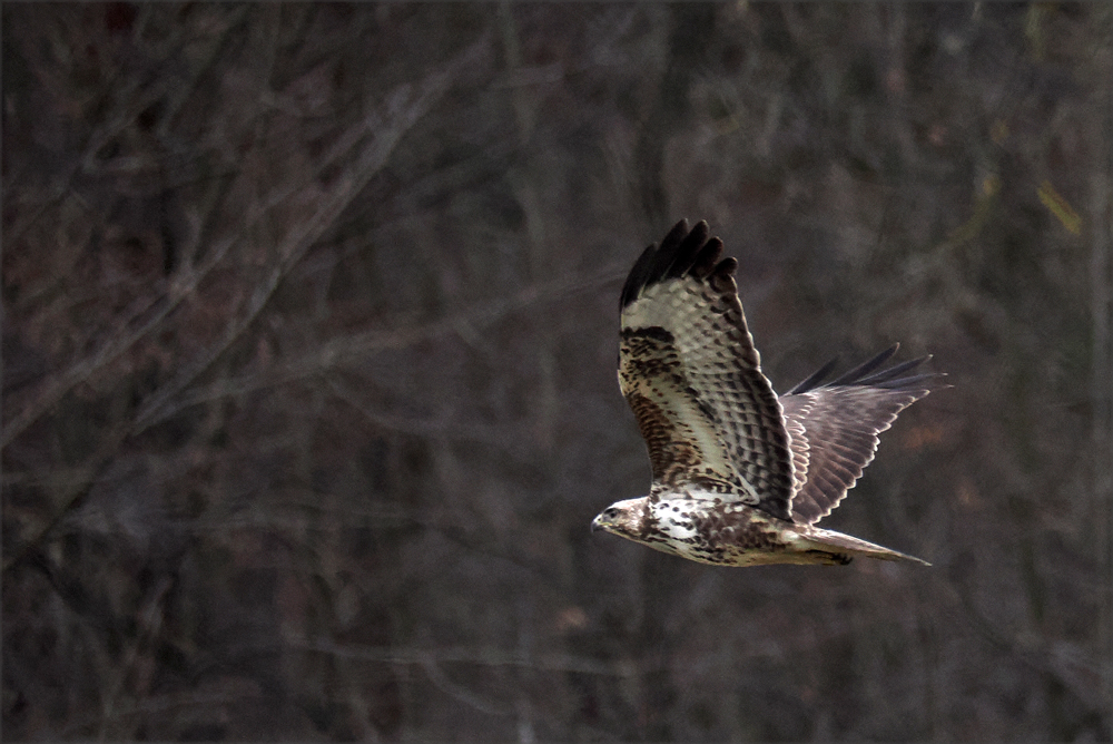 Mäusebussard