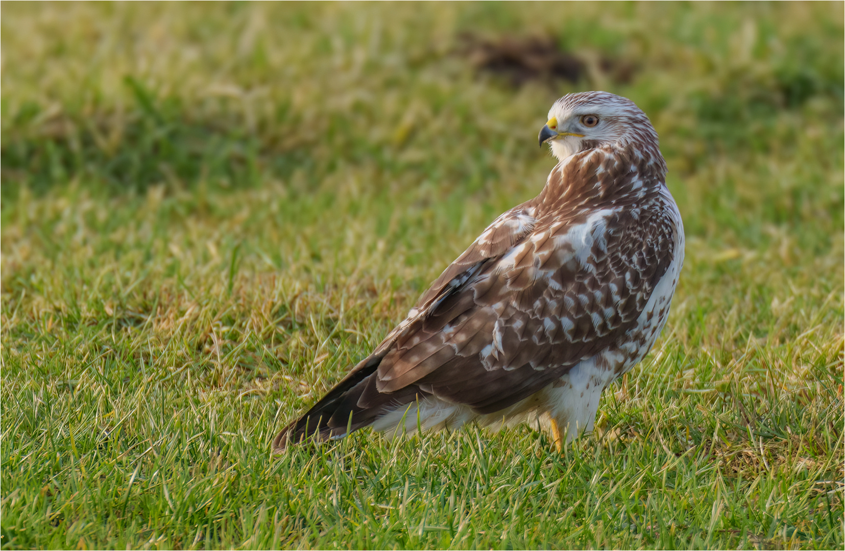 Mäusebussard