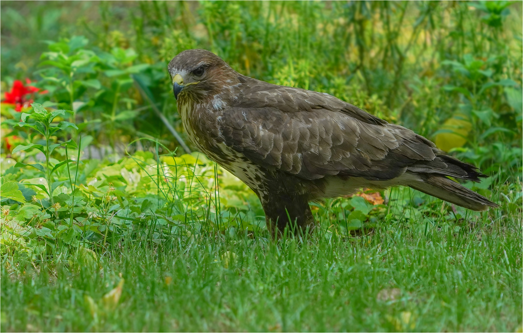 Mäusebussard