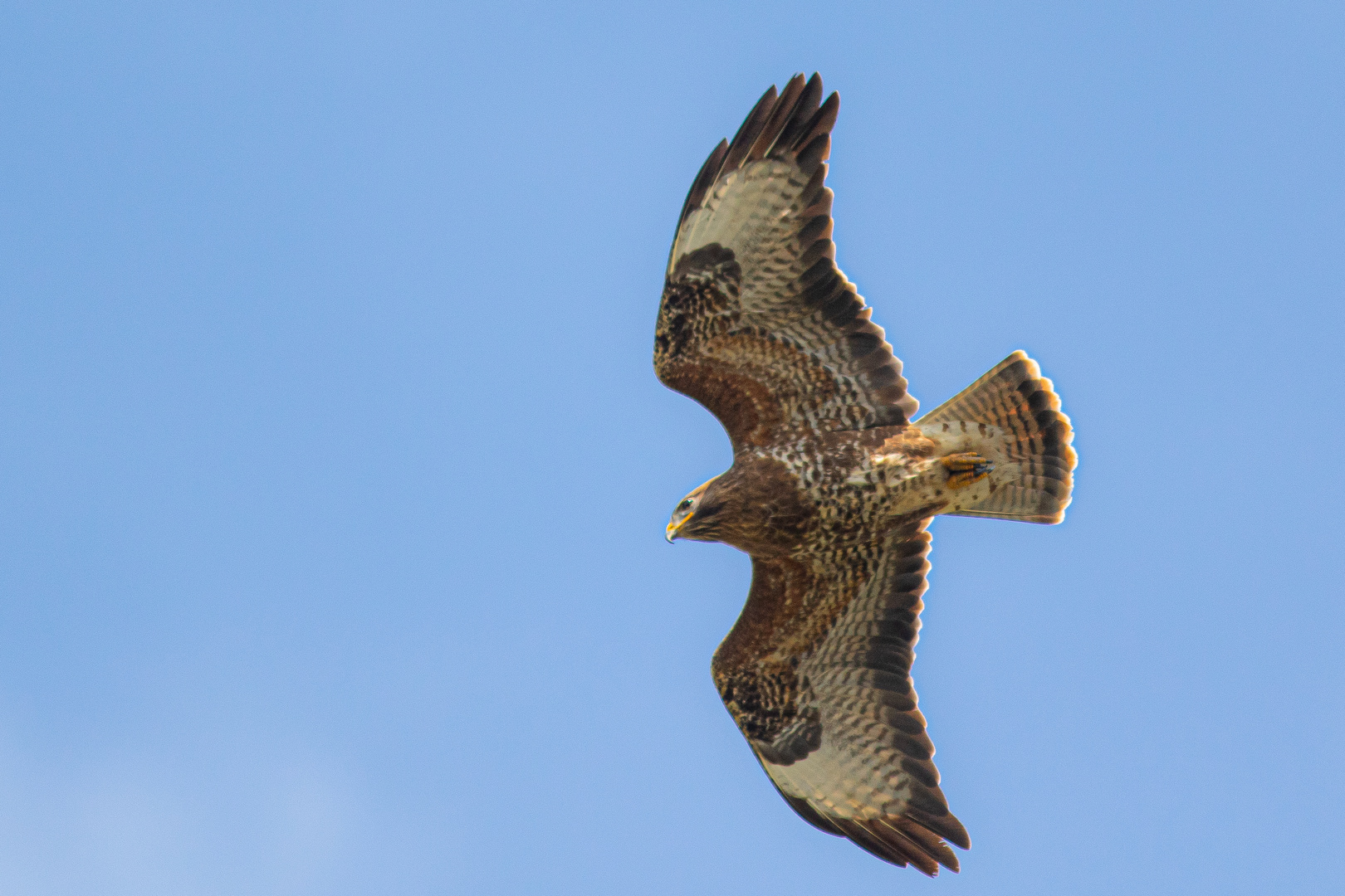 Mäusebussard