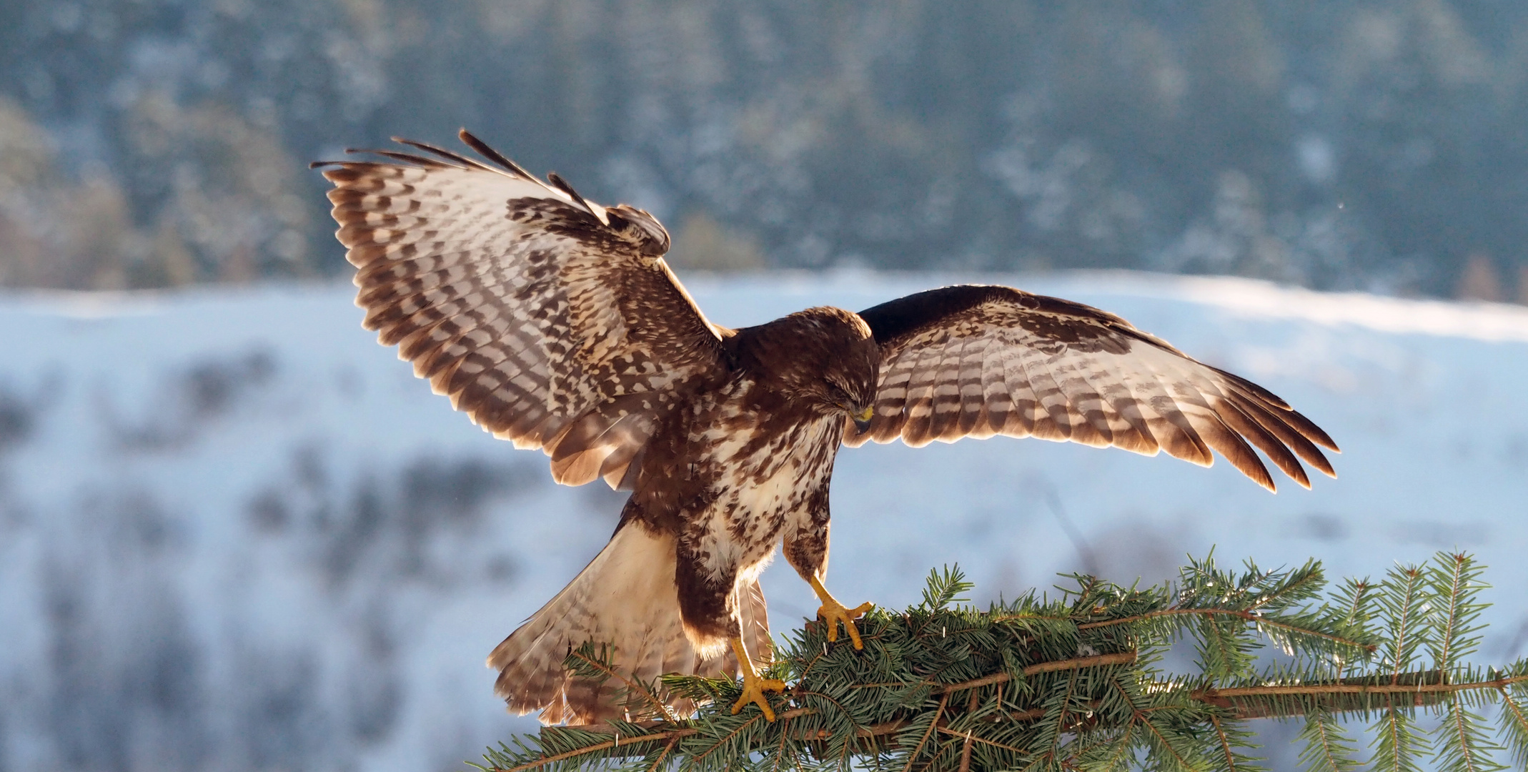 Mäusebussard