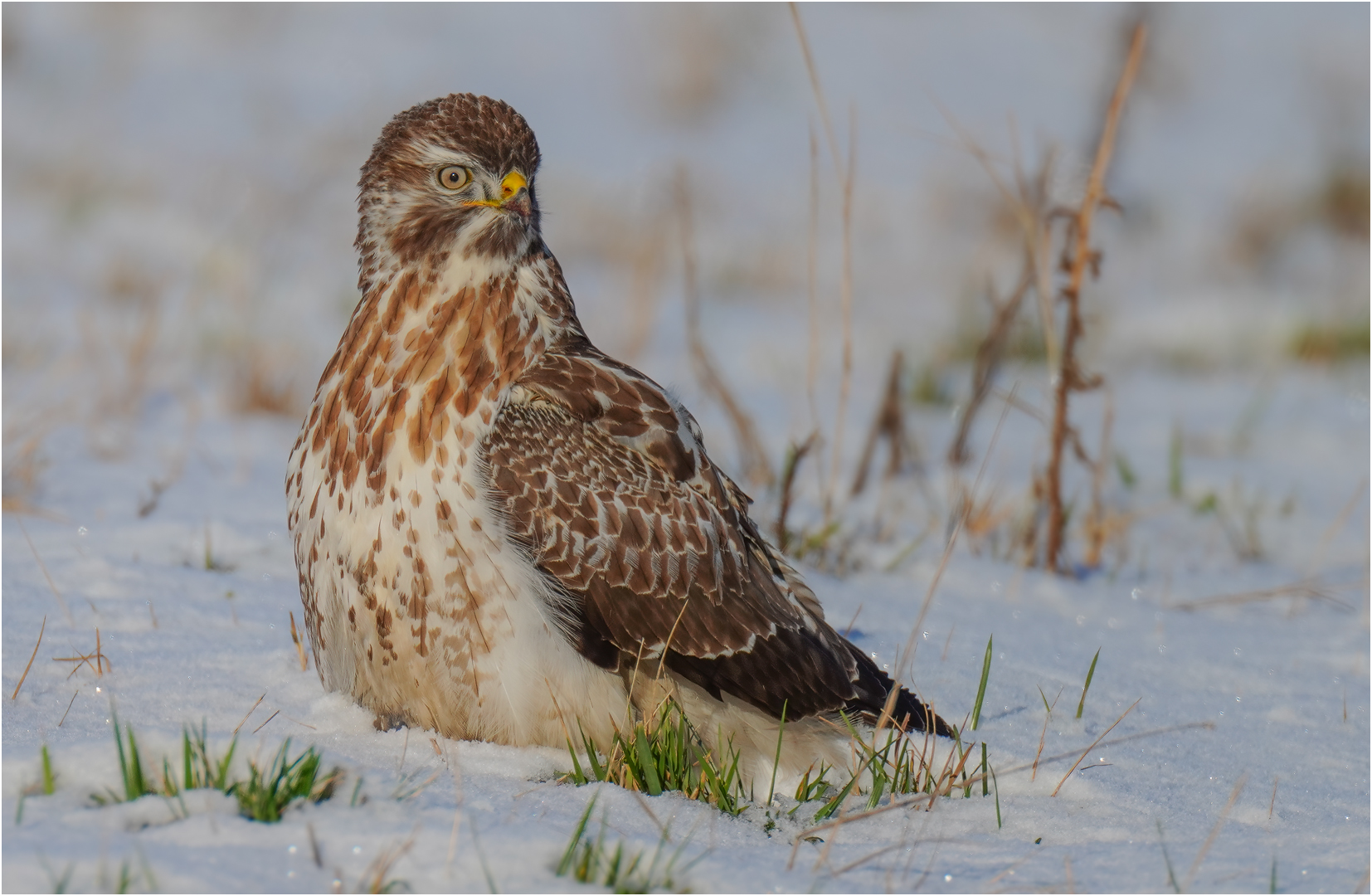 Mäusebussard