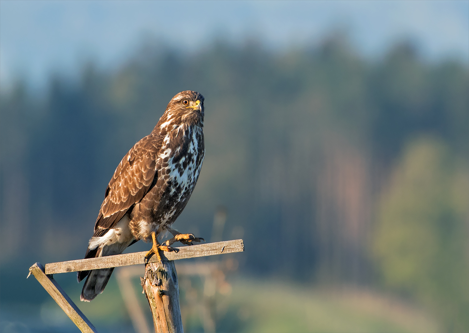 Mäusebussard