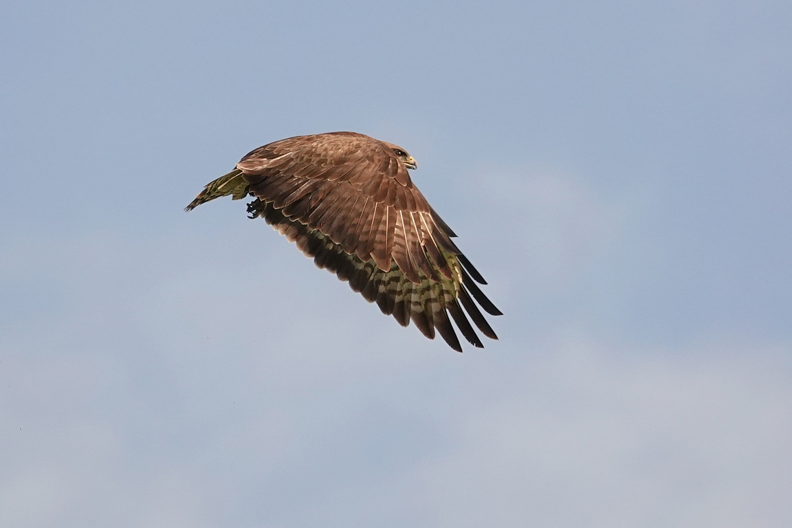 Mäusebussard