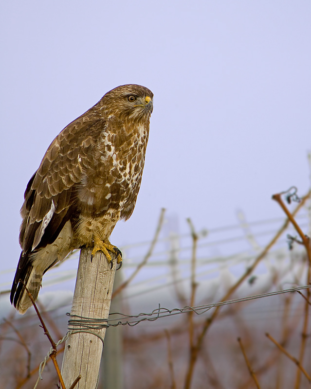 Mäusebussard