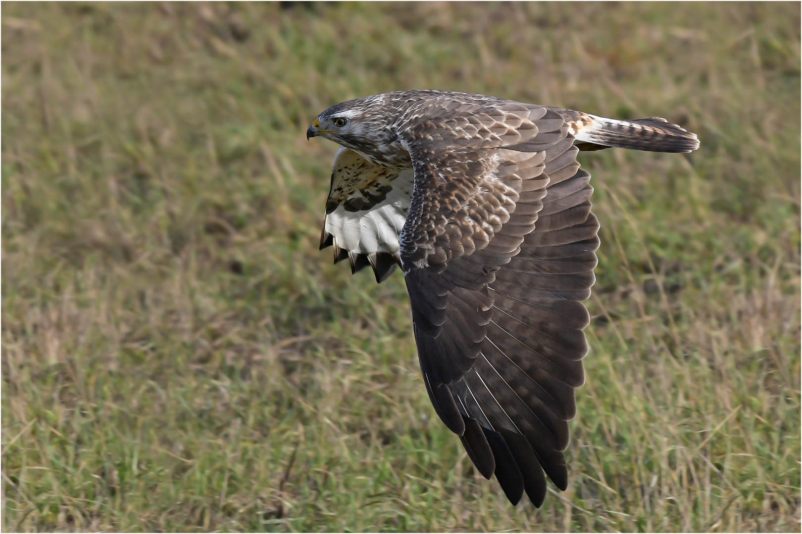 Mäusebussard