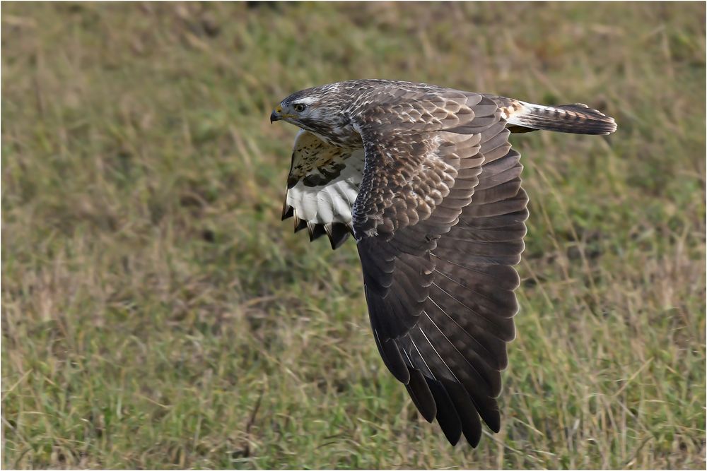 Mäusebussard