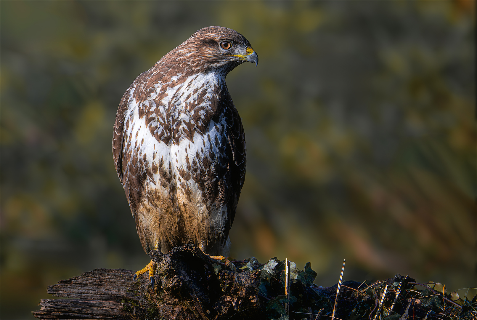 Mäusebussard