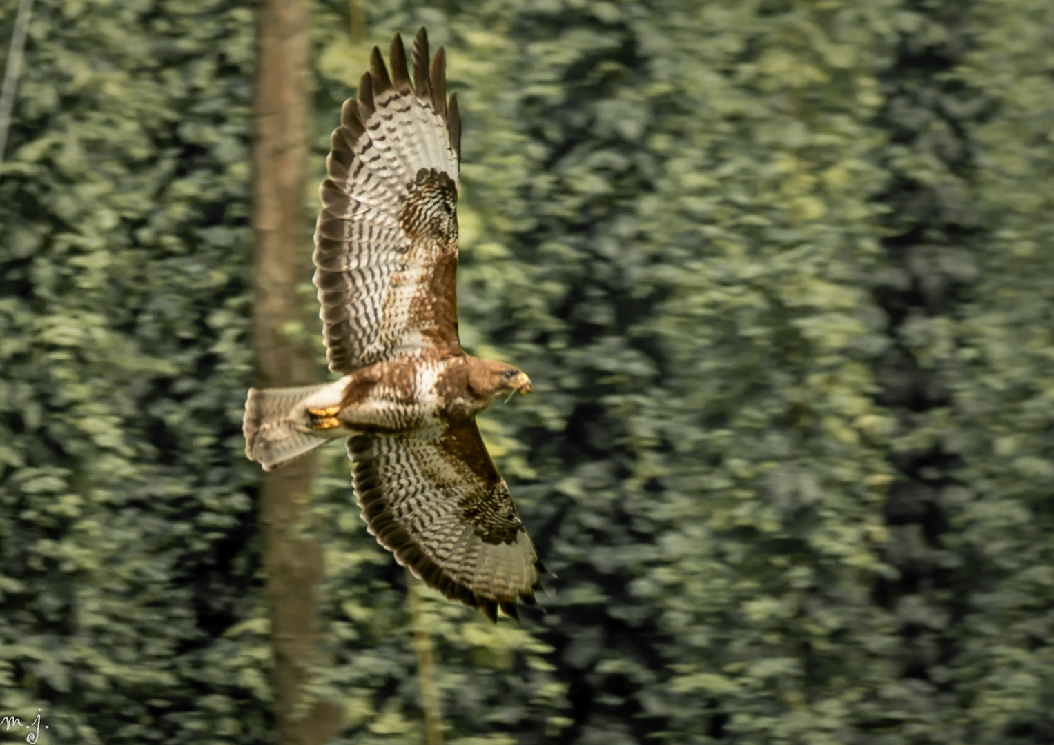 Mäusebussard