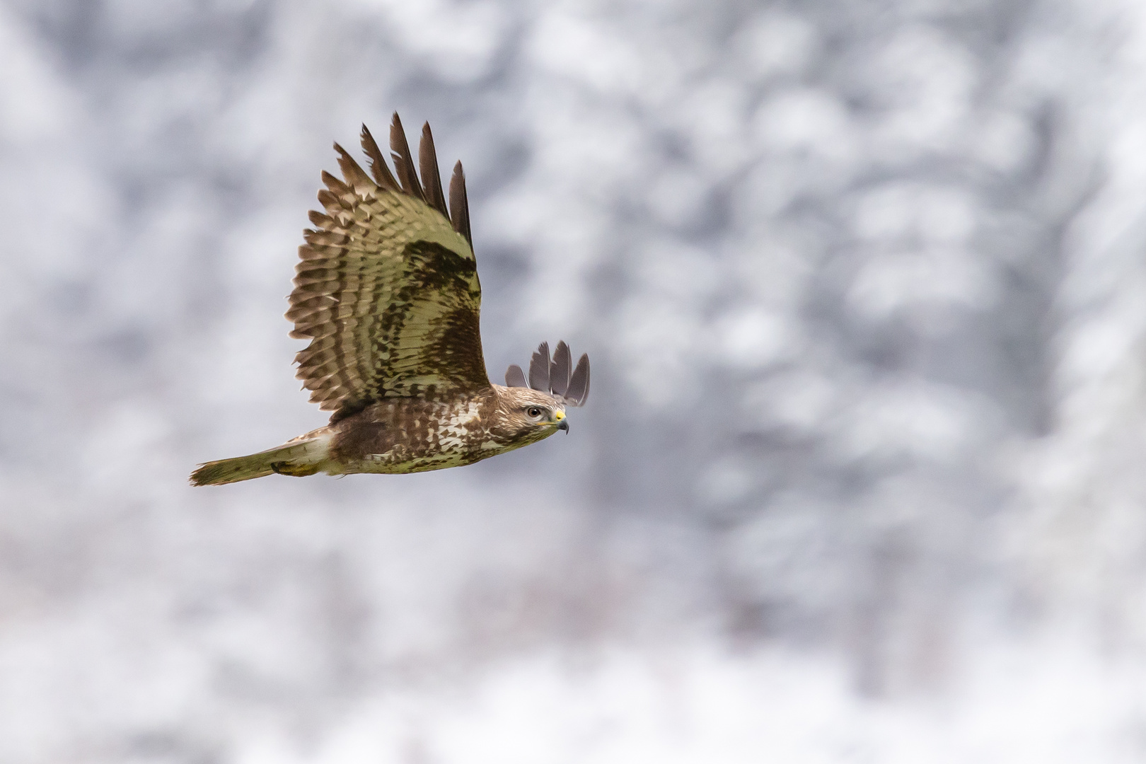 Mäusebussard 