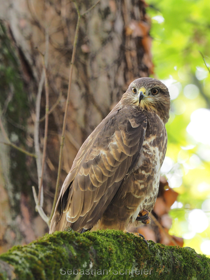 Mäusebussard