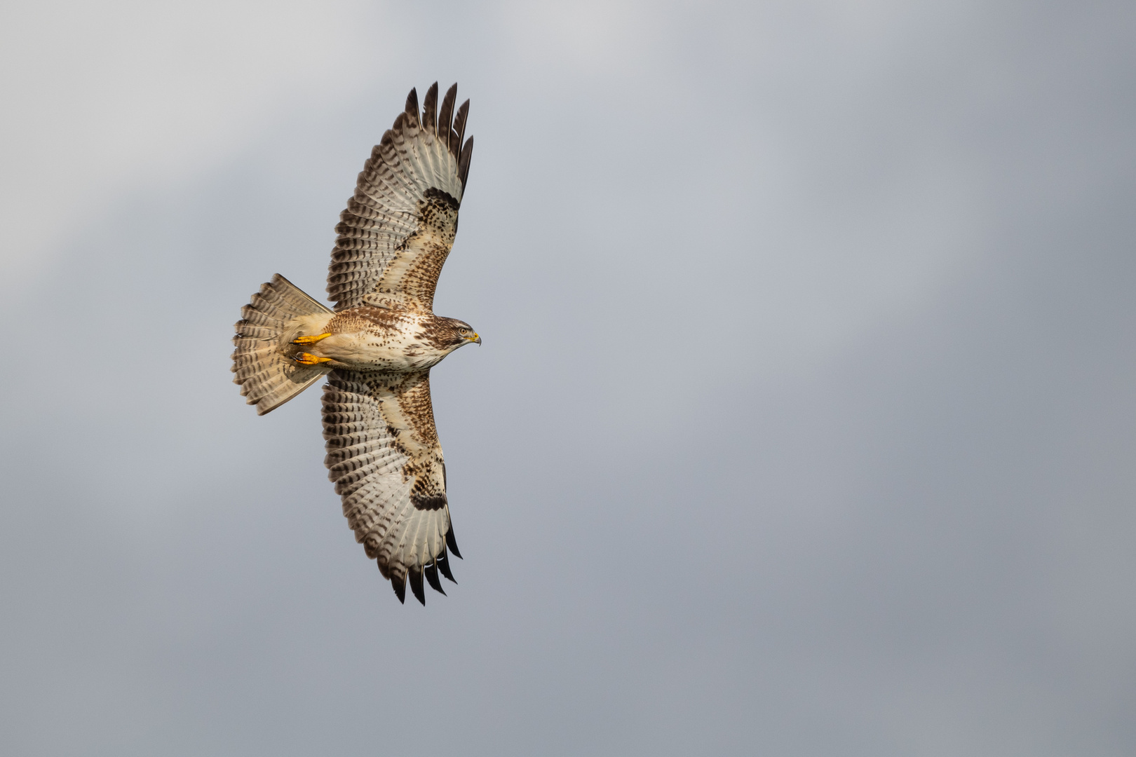 Mäusebussard