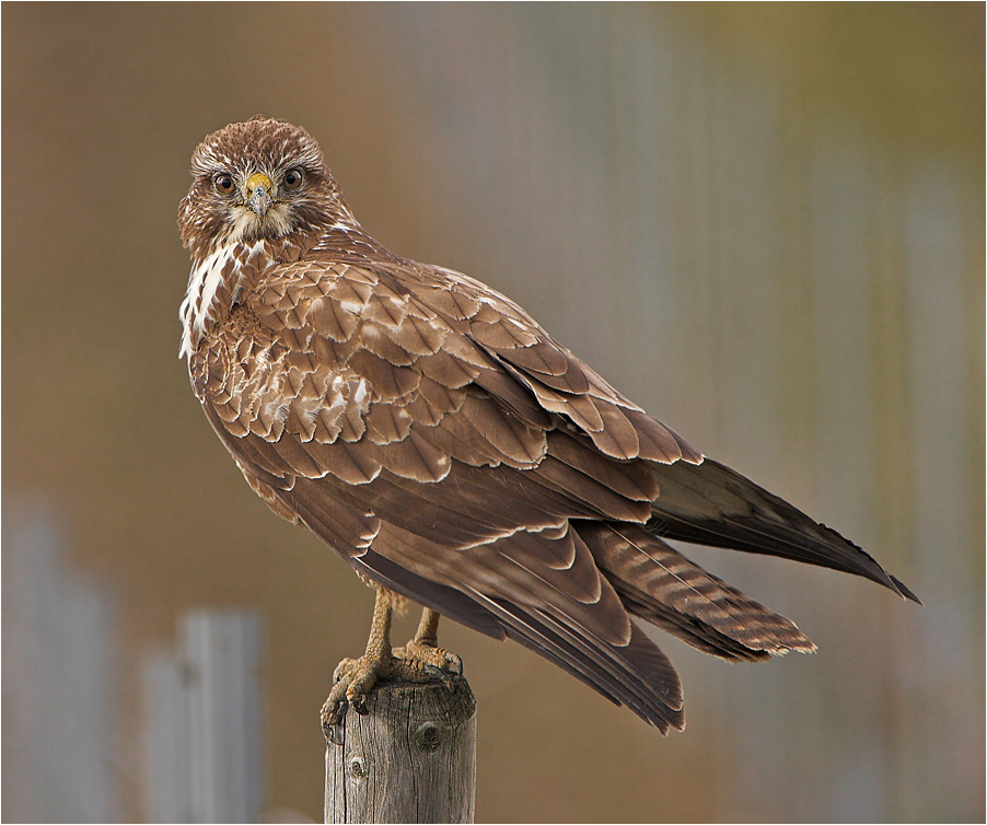 Mäusebussard