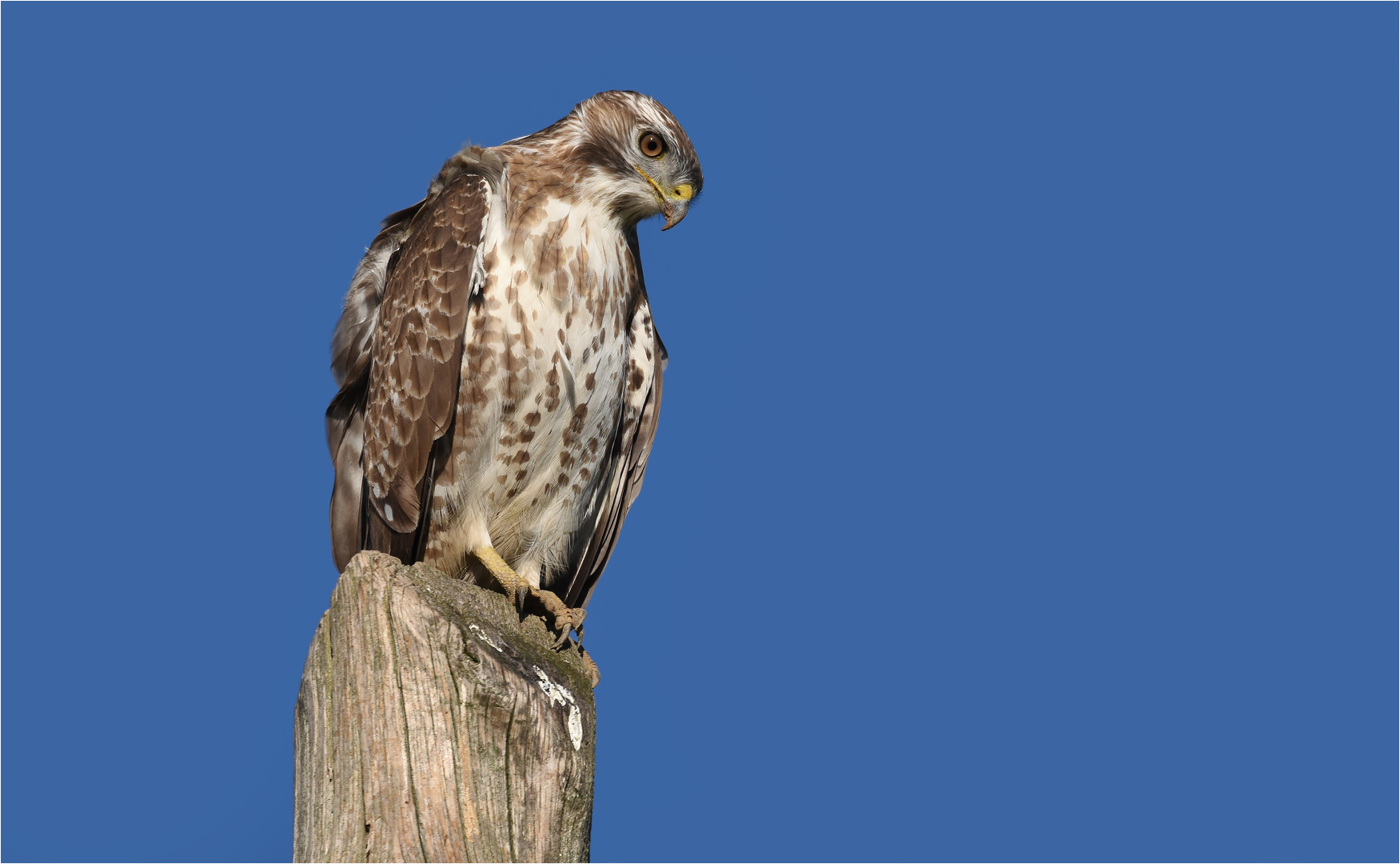 Mäusebussard 