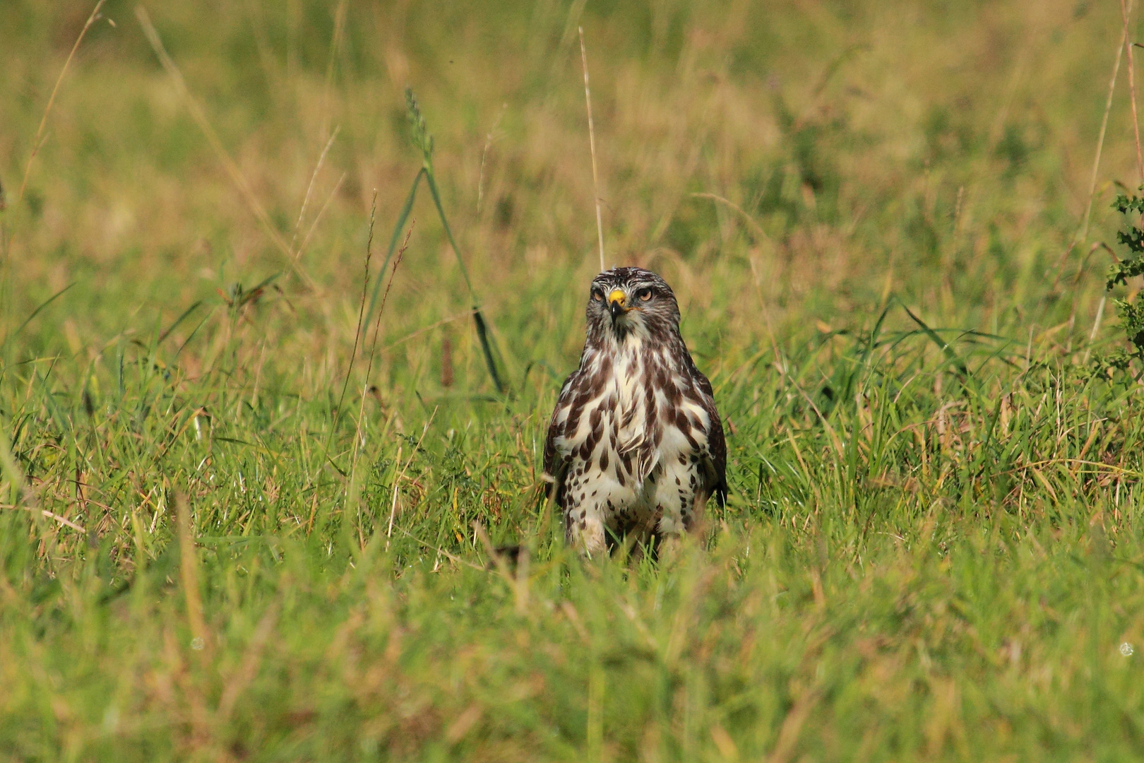 Mäusebussard