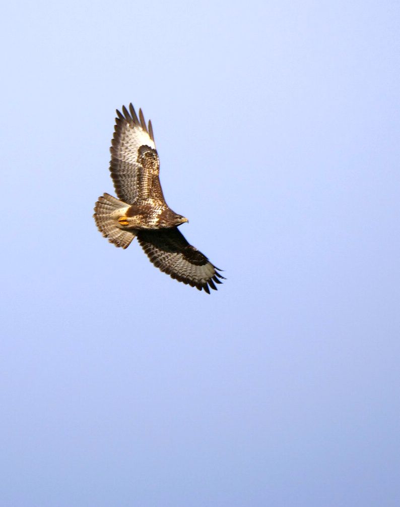 Mäusebussard