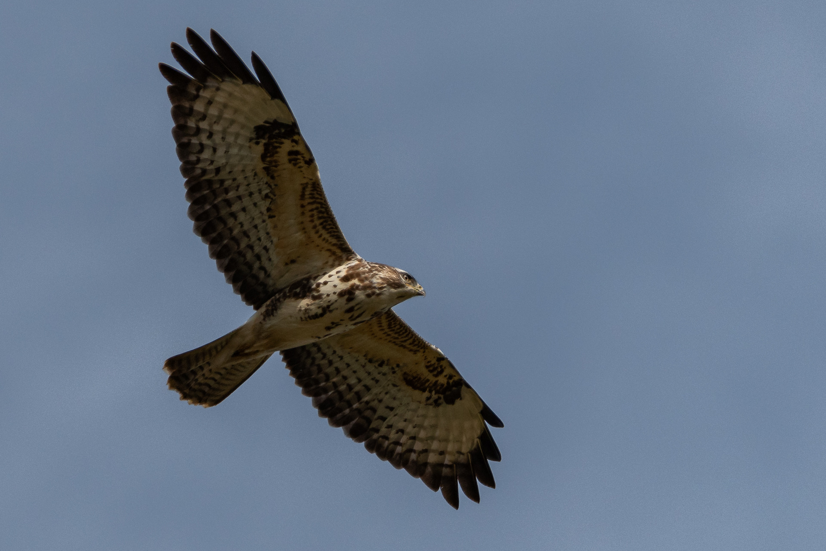 Mäusebussard