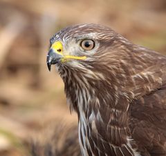 Mäusebussard 5m entfernt