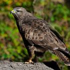 --- Mäusebussard 6 ---    (Buteo buteo)