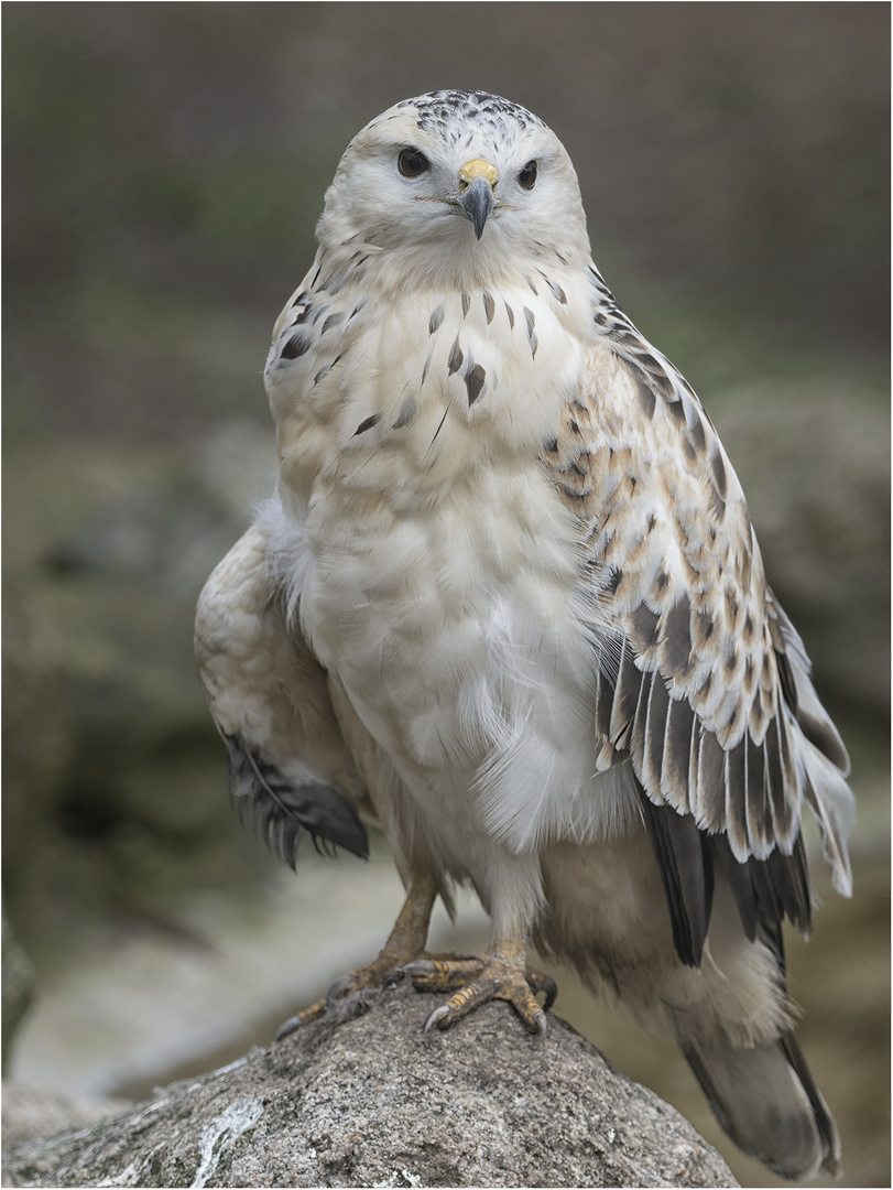 Mäusebussard