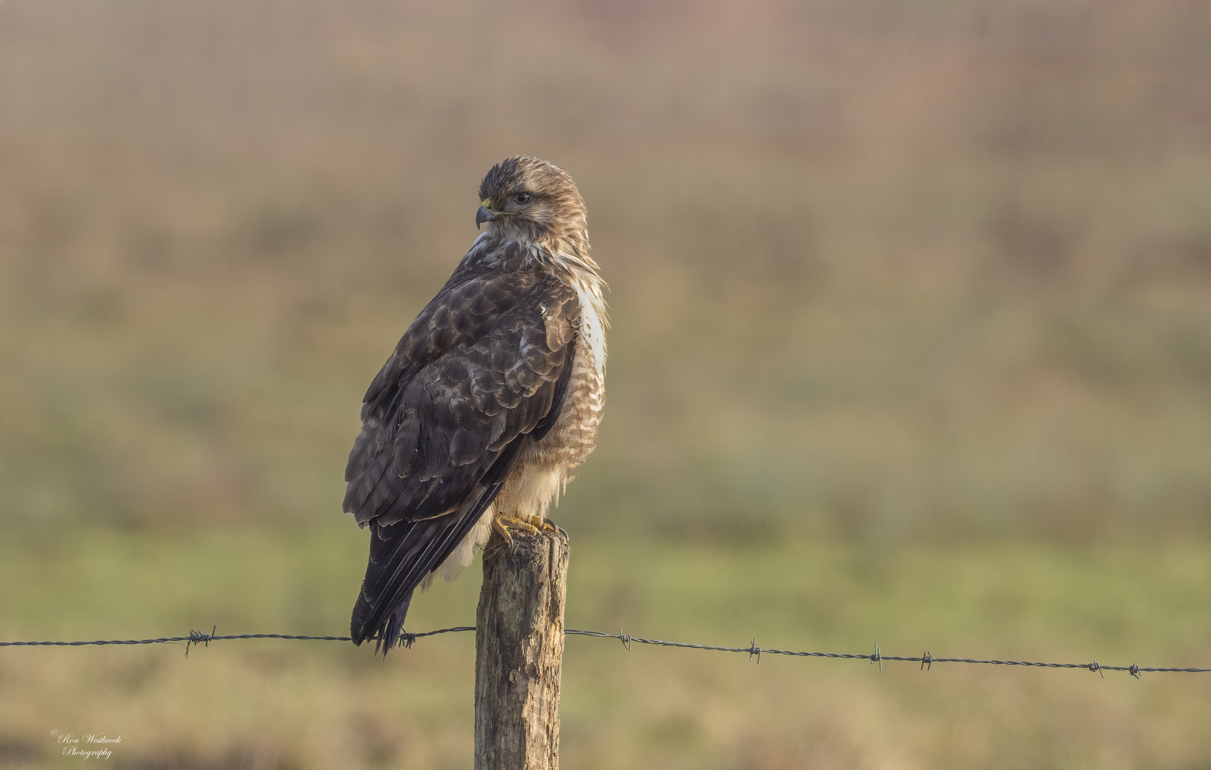 Mäusebussard