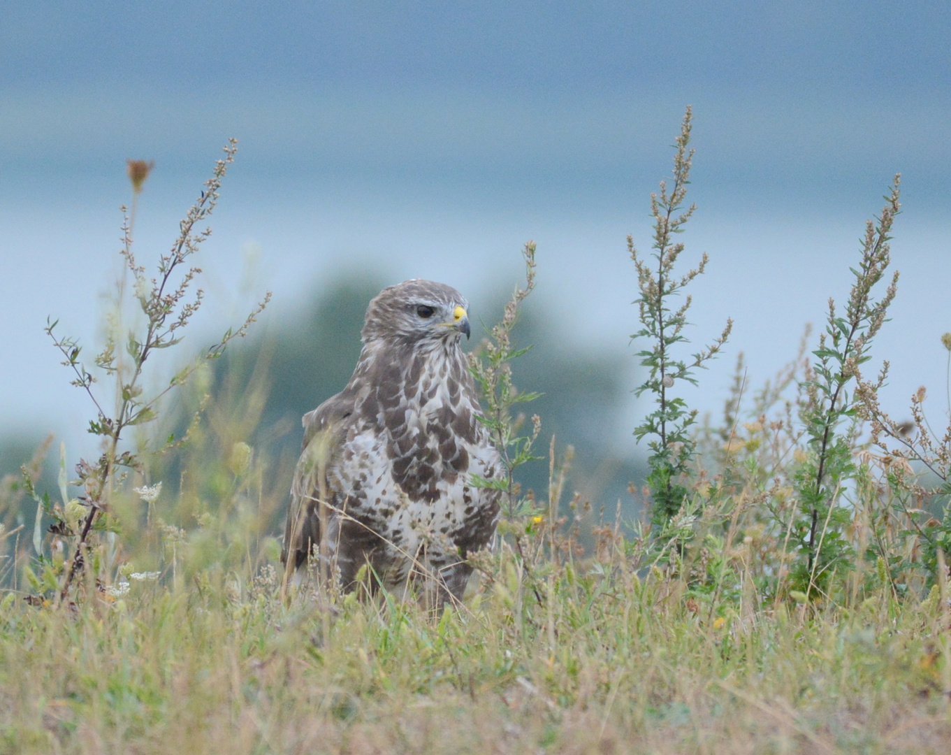 Mäusebussard