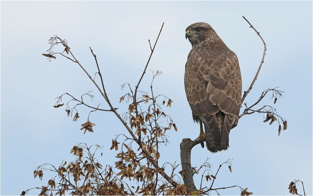 Mäusebussard