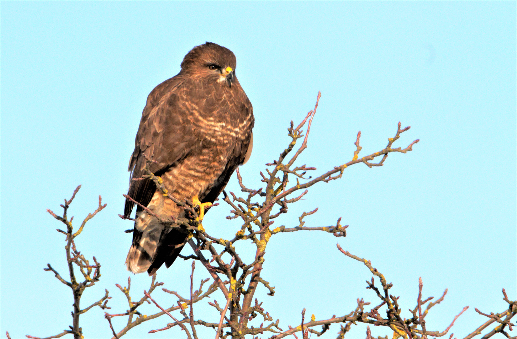 Mäusebussard 