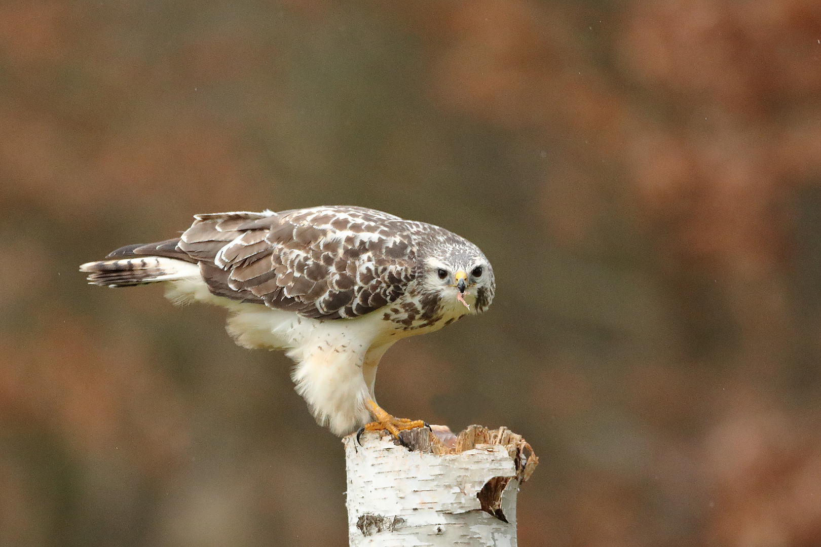 Mäusebussard 