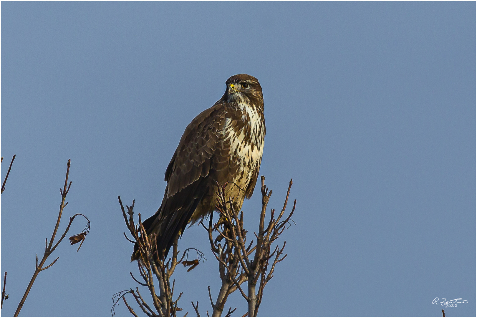 Mäusebussard