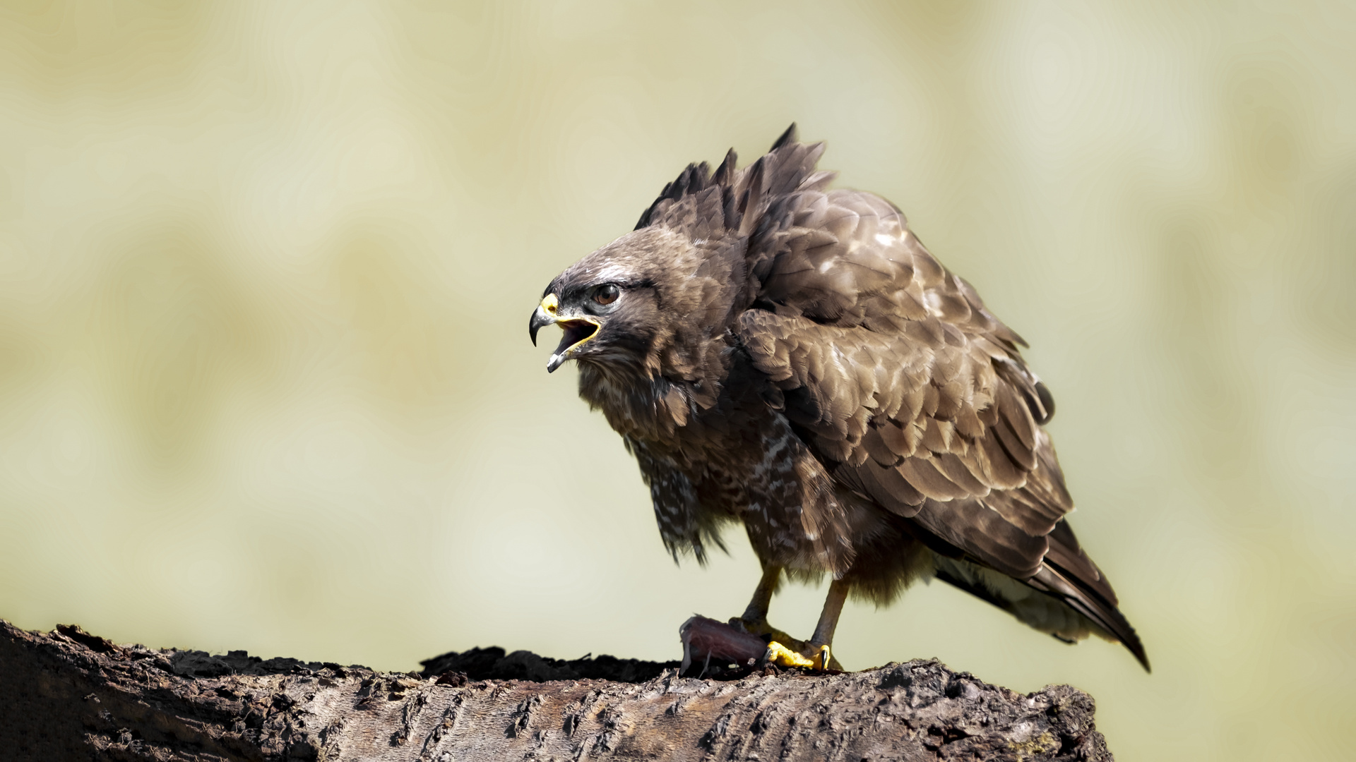 Mäusebussard