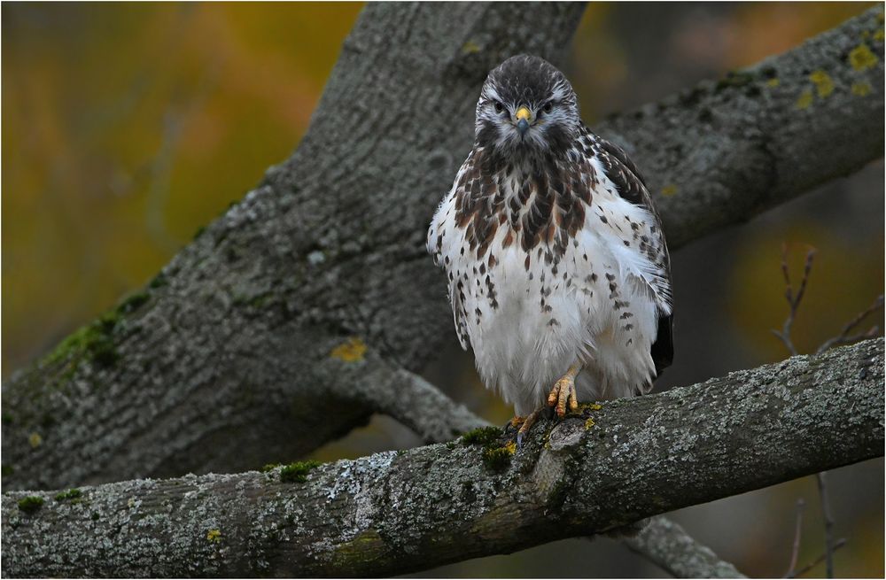 Mäusebussard