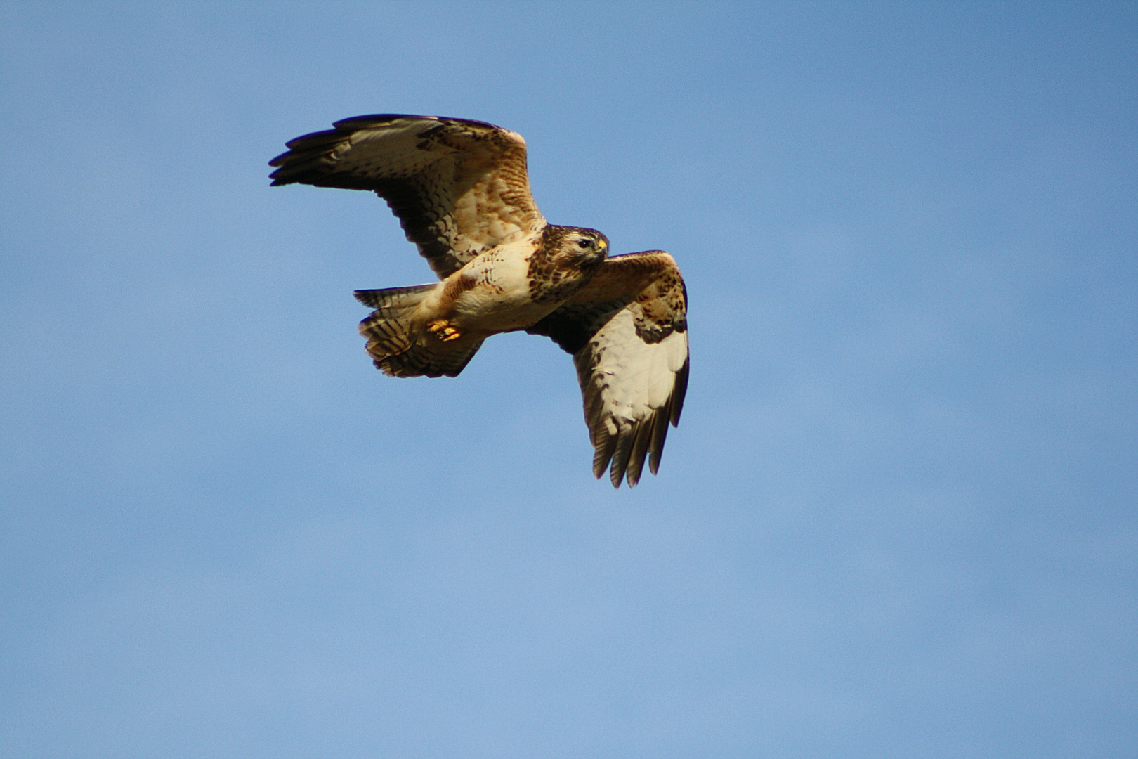 Mäusebussard