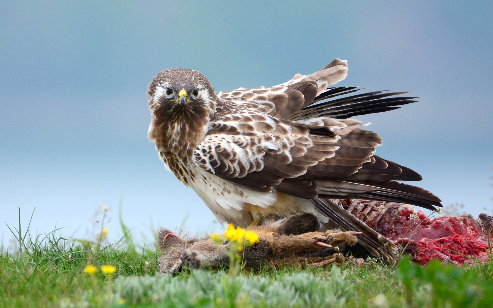 Mäusebussard