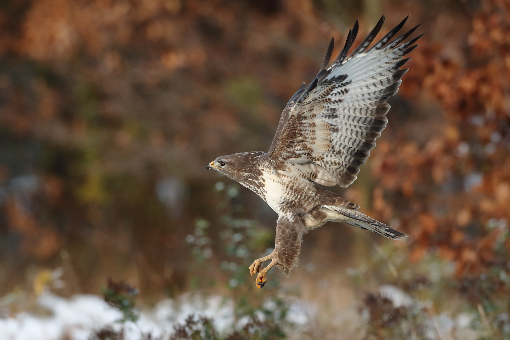 Mäusebussard