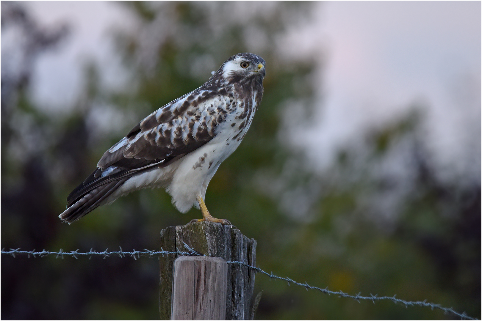 Mäusebussard