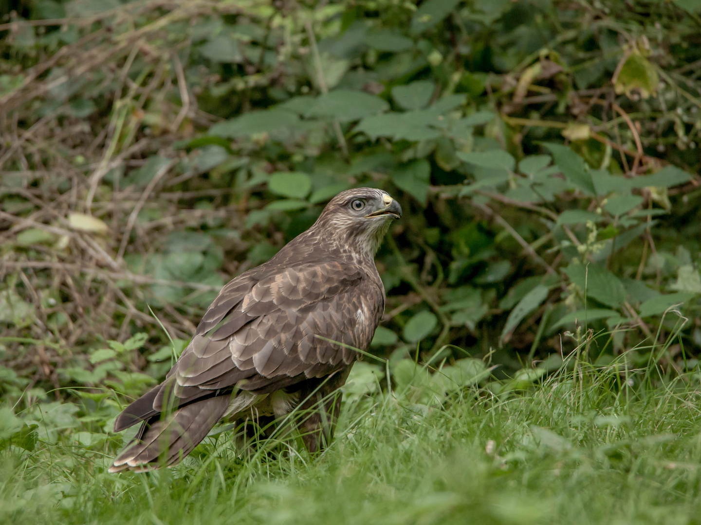 Mäusebussard