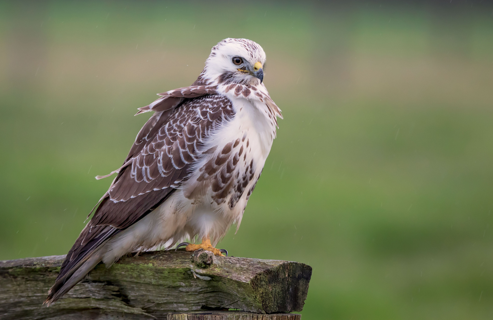 Mäusebussard