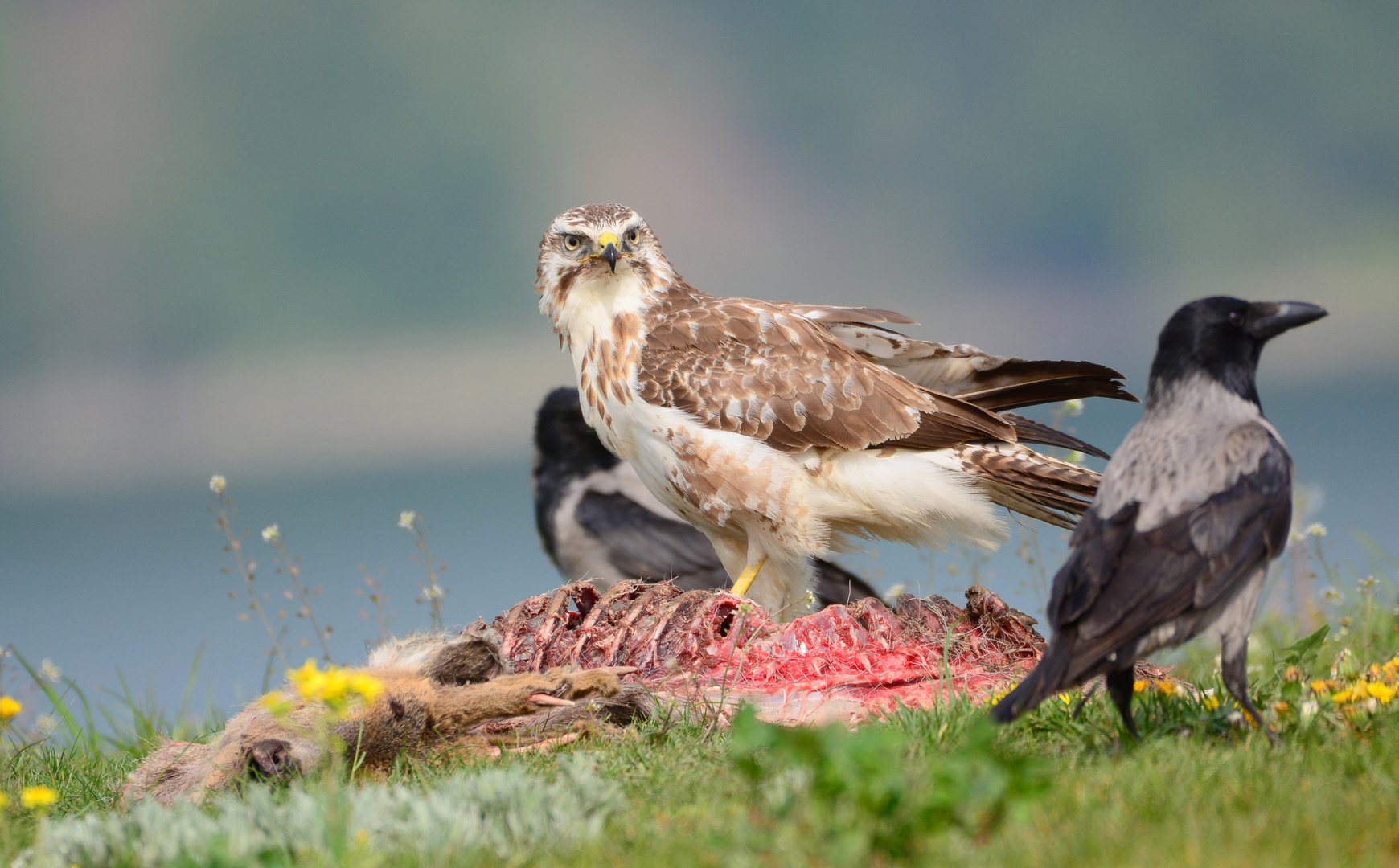 Mäusebussard