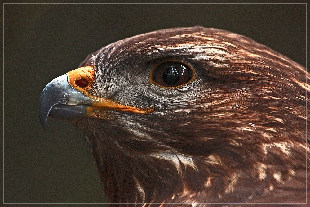 Mäusebussard