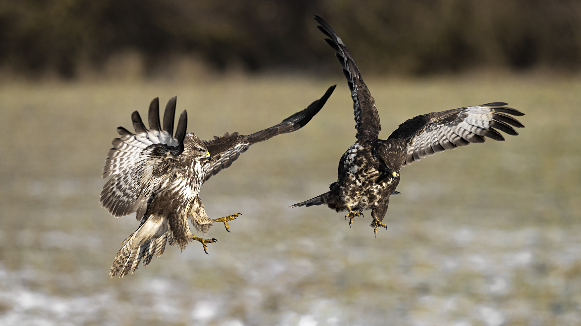 Mäusebussard