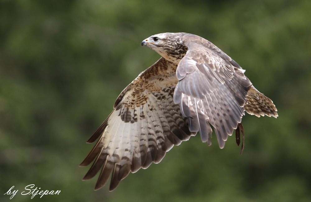 Mäusebussard