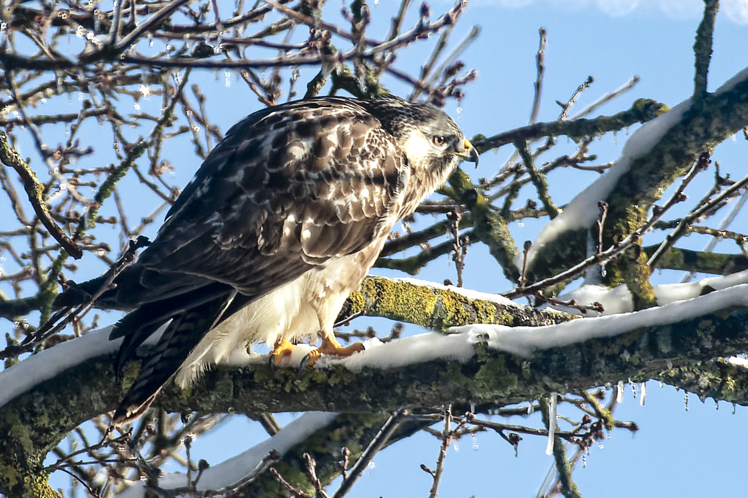 Mäusebussard