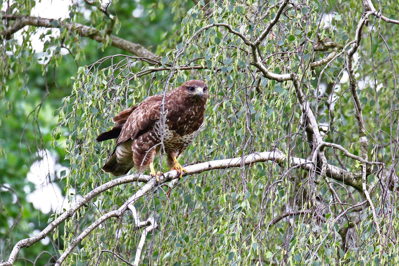 Mäusebussard