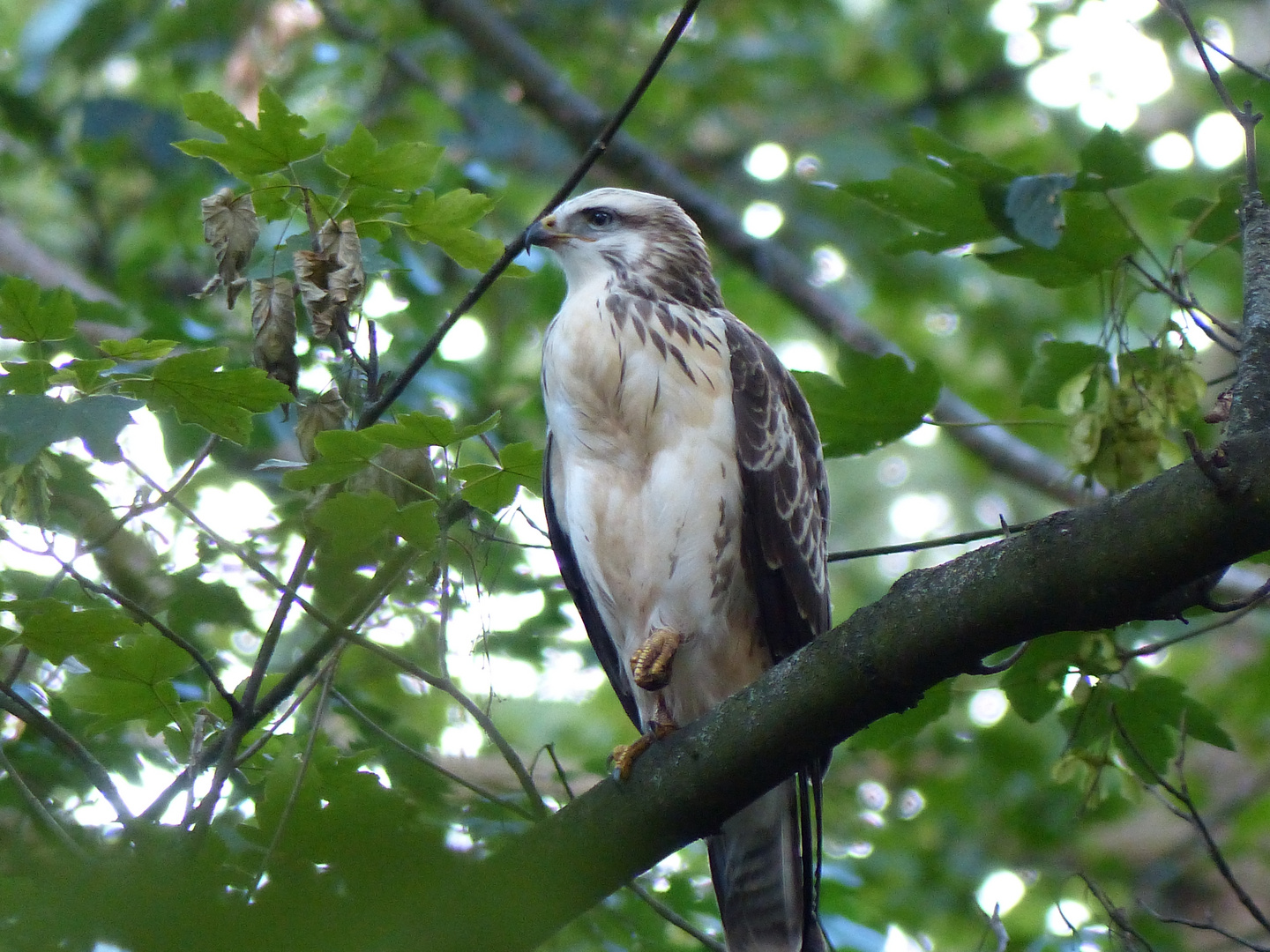 Mäusebussard