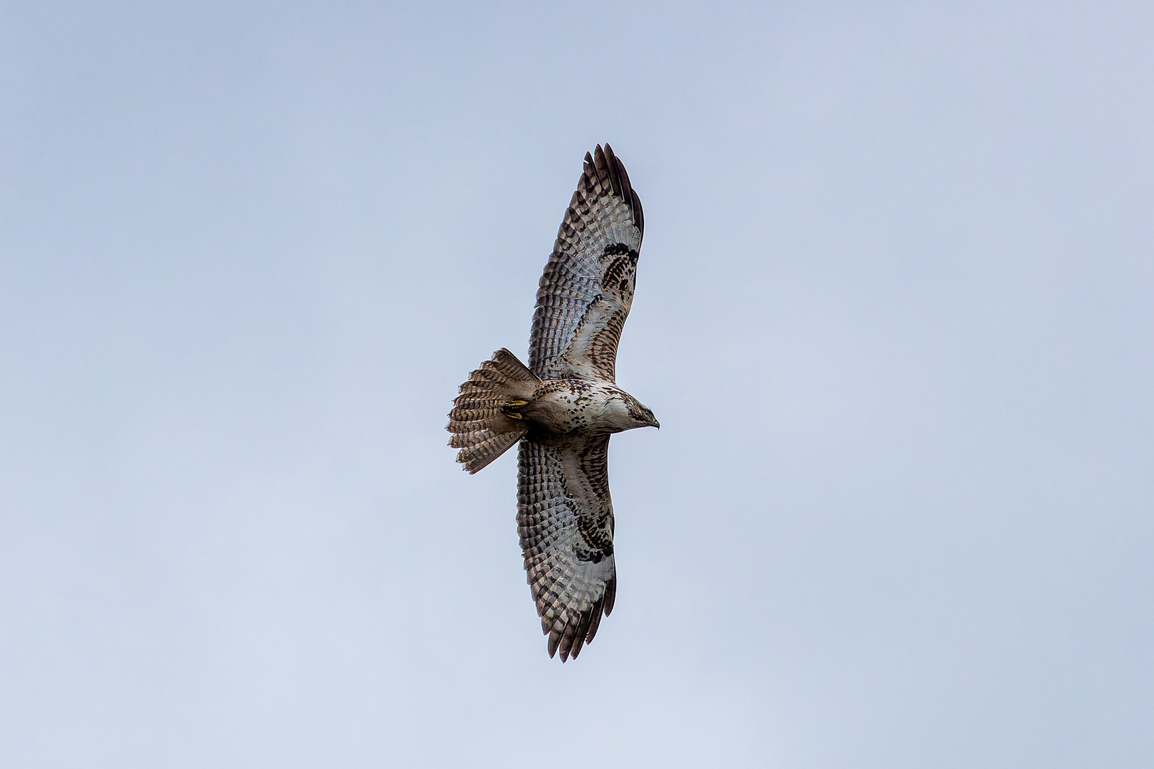 Mäusebussard