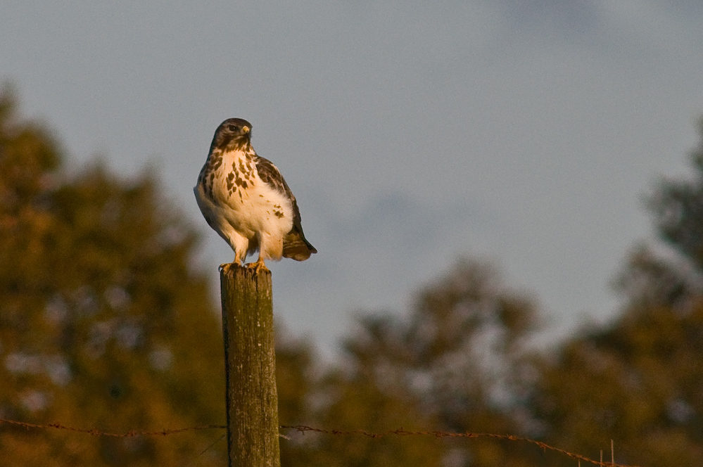 Mäusebussard