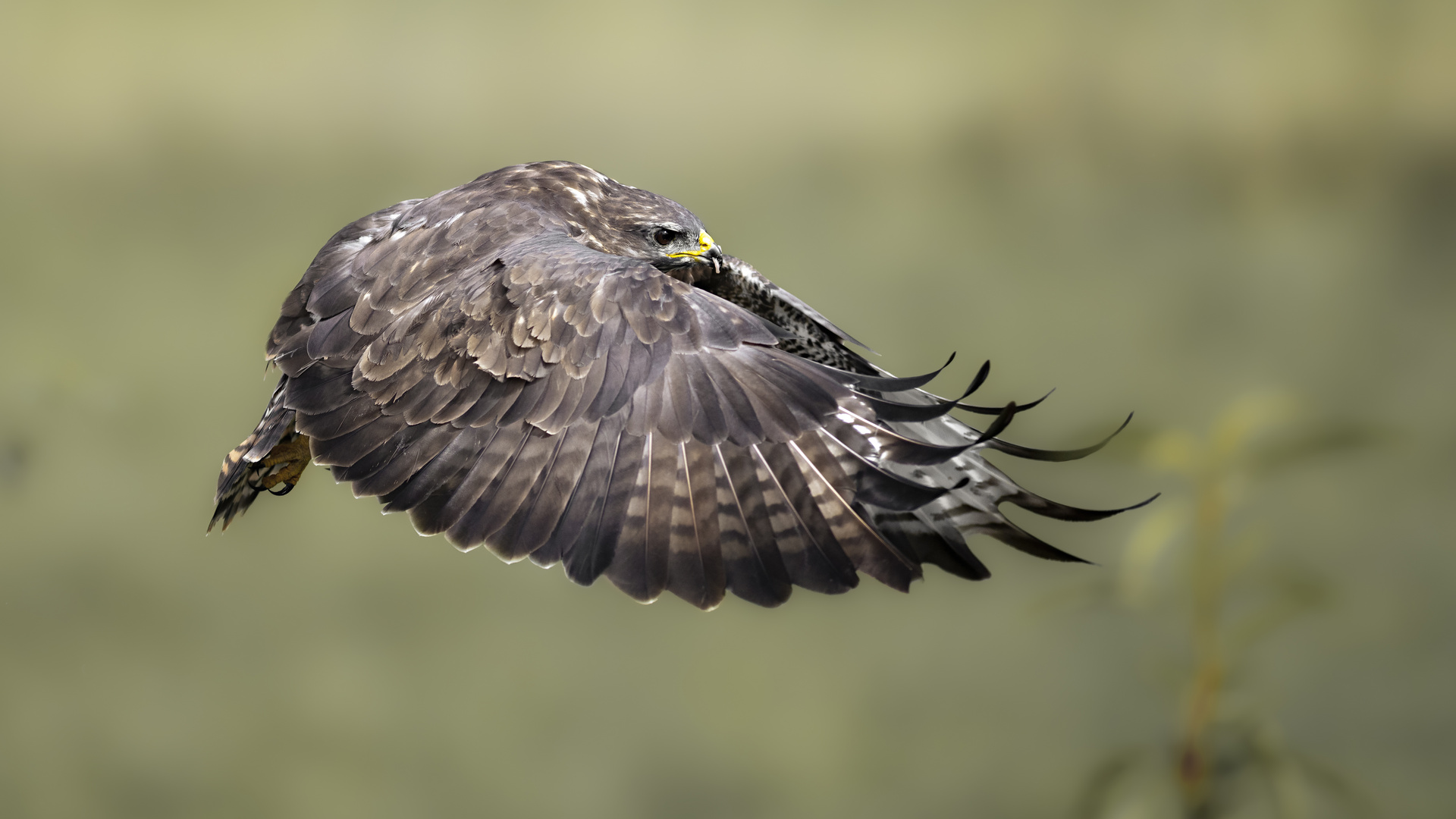 Mäusebussard